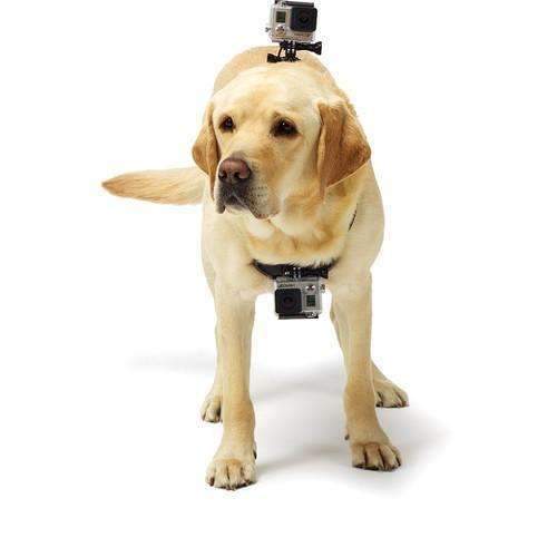 GoPro Fetch Dog Harness GoPro GoPro Accessories